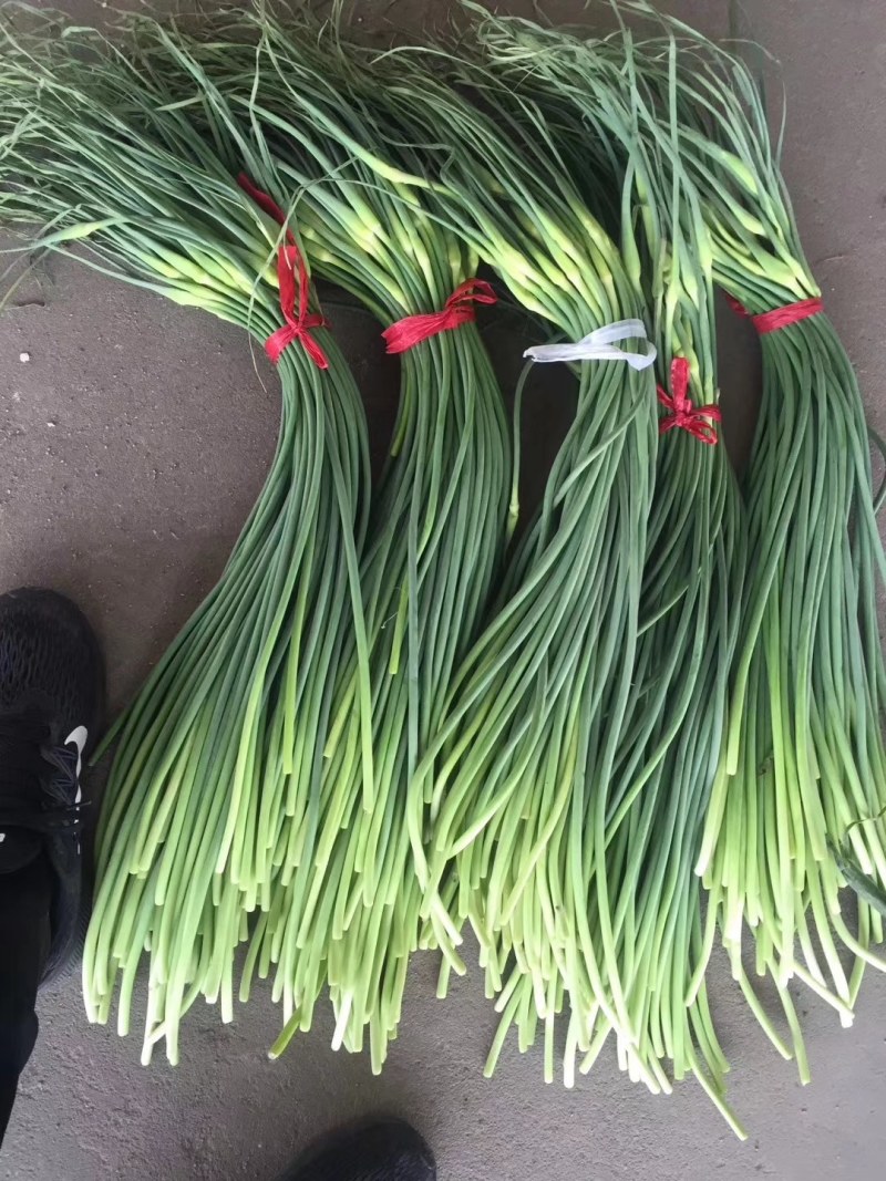 白帽蒜薹50~60厘米山东省临沂市沂水县大量供应