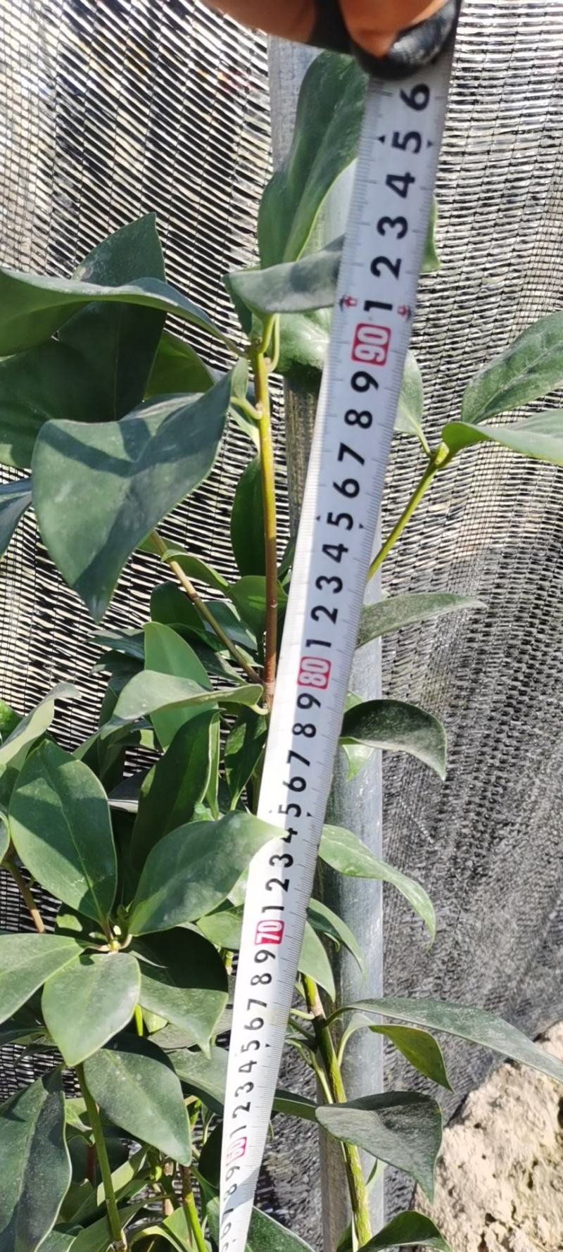 八角苗，供应实生杯苗，（优质实生苗），这是自育自拍苗图片