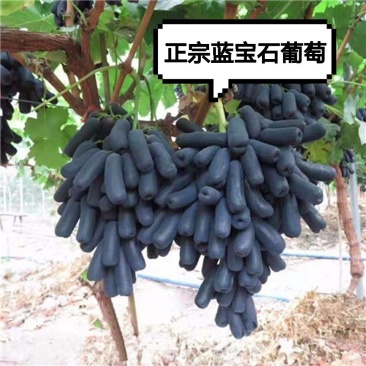 葡萄树一至三公分小苗盆栽地栽品种，阳光玫瑰，蓝宝石葡萄，