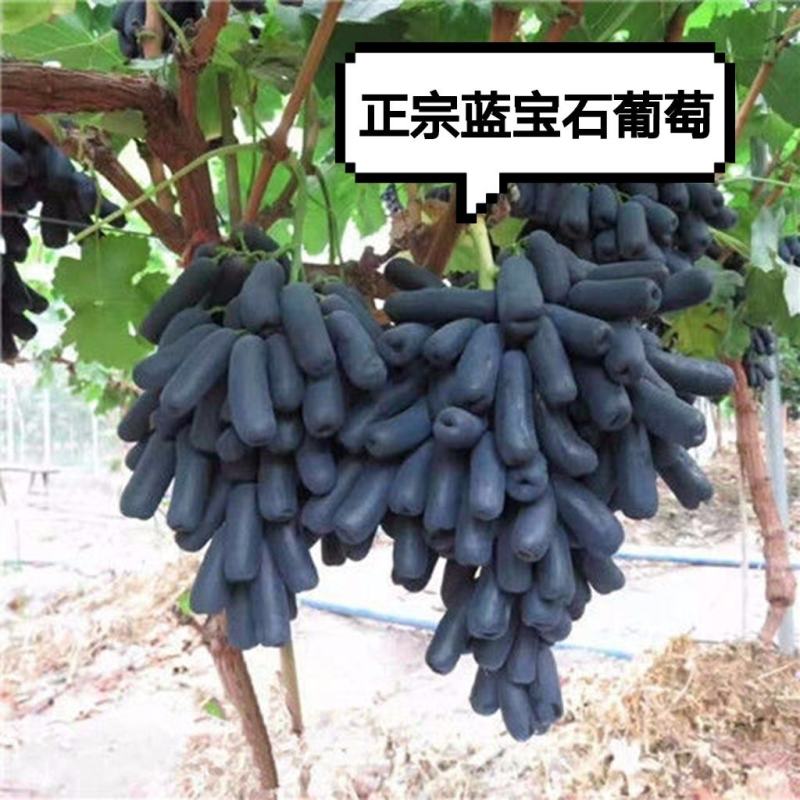 葡萄树一至三公分小苗盆栽地栽品种，阳光玫瑰，蓝宝石葡萄，