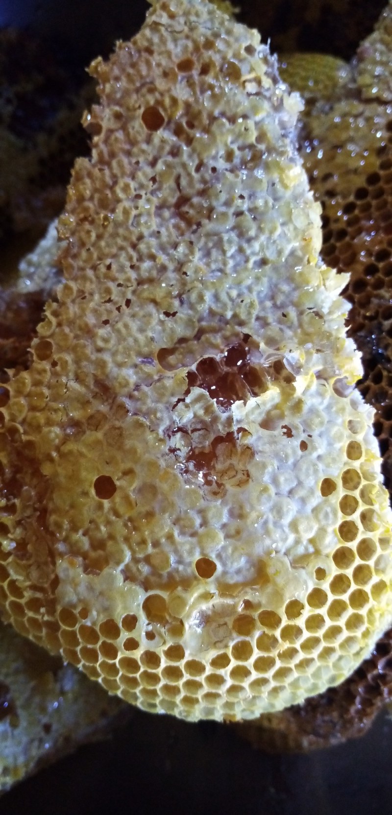 百花蜜四川凉山高海拔野生百花蜜土蜂蜜蜂蜜