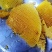 百花蜜四川凉山高海拔野生百花蜜土蜂蜜蜂蜜