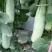 精品羊角蜜甜瓜山东潍坊羊角蜜种植基地供应电商、批发