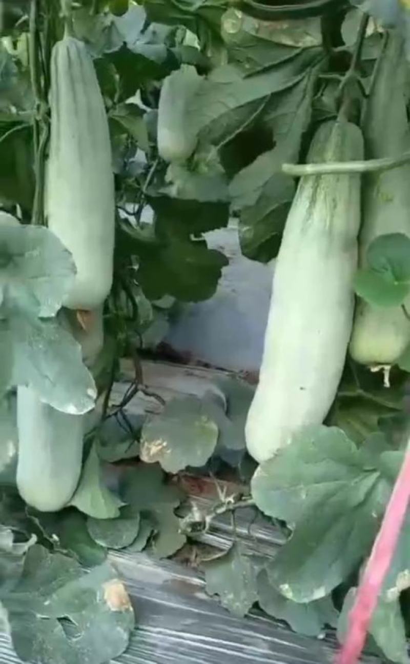 精品羊角蜜甜瓜山东潍坊羊角蜜种植基地供应电商、批发