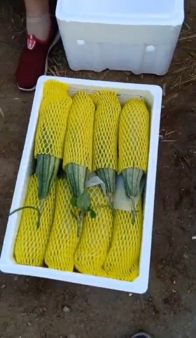精品羊角蜜甜瓜山东潍坊羊角蜜种植基地供应电商、批发