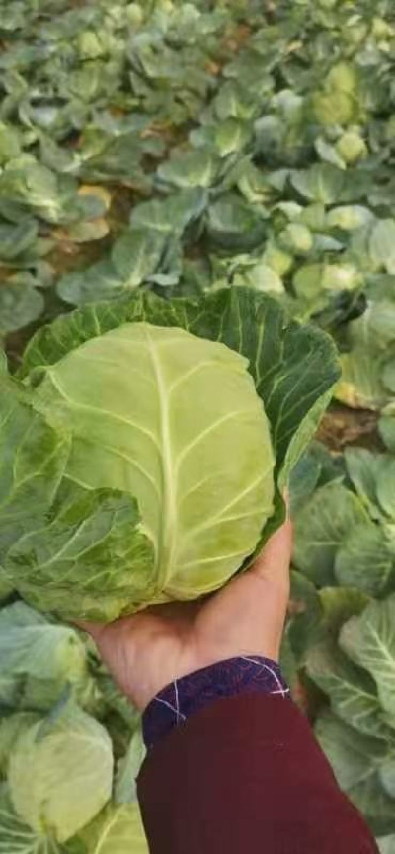 甘蓝旺旺甘蓝圆甘蓝中甘21
