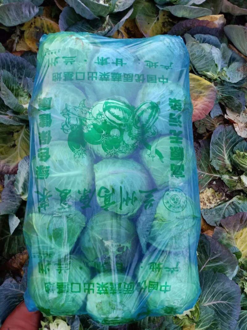 甘蓝旺旺甘蓝圆甘蓝中甘21
