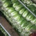 大白菜(黄心大白菜）基地直供无开花起苔量大从优