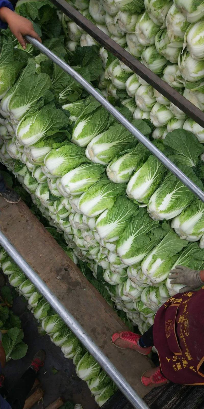 大白菜(黄心大白菜）基地直供无开花起苔量大从优