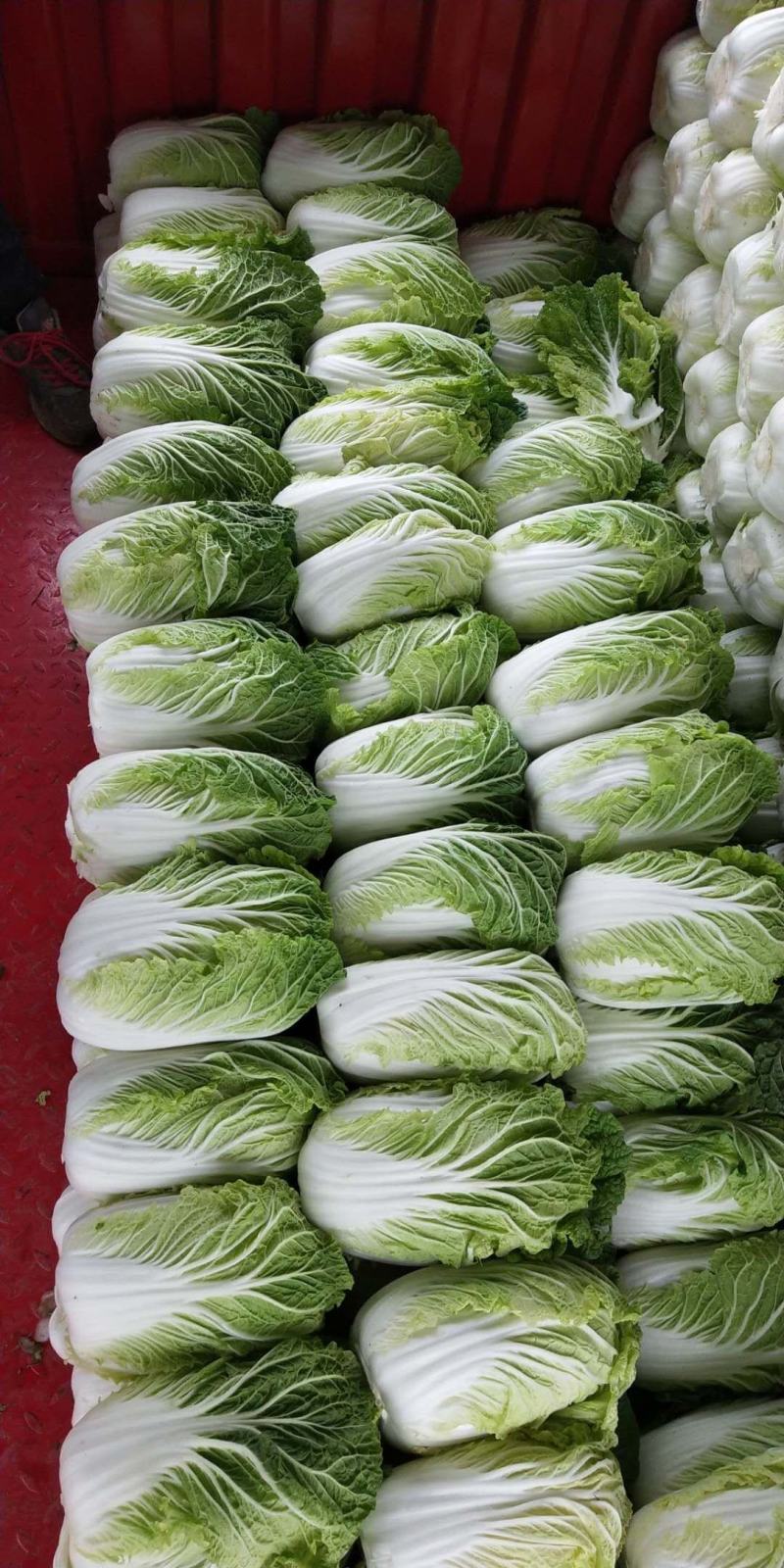 大白菜(黄心大白菜）基地直供无开花起苔量大从优