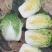 大白菜(黄心大白菜）基地直供无开花起苔量大从优