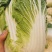 大白菜(黄心大白菜）基地直供无开花起苔量大从优