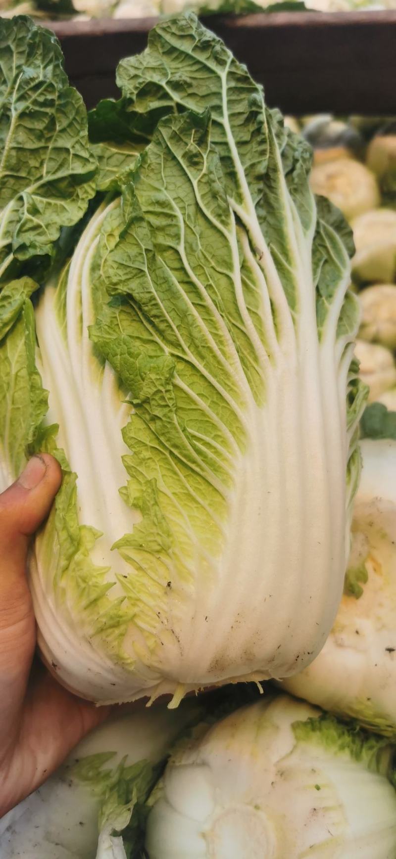 大白菜(黄心大白菜）基地直供无开花起苔量大从优