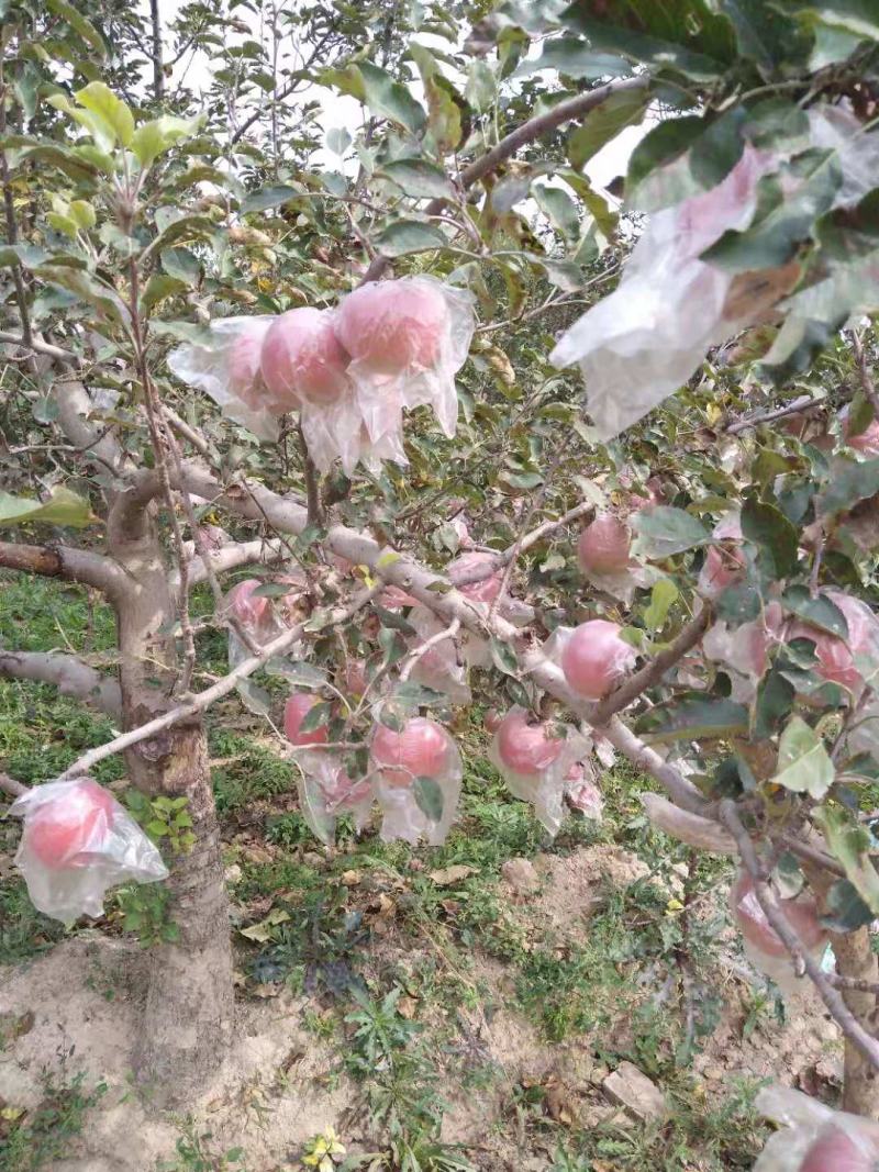 山西运城临猗红富士苹果