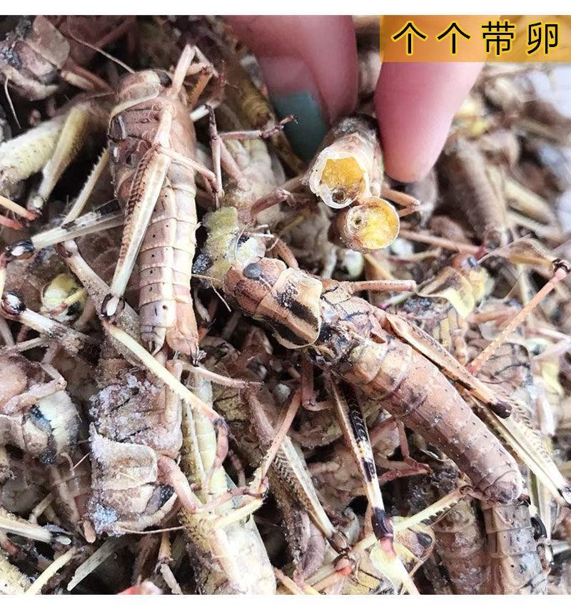 去翅纯母蚂蚱，今年新货一袋一斤