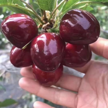 车厘子苗，塔玛拉，矮化根系，适合南北方，露天大棚种