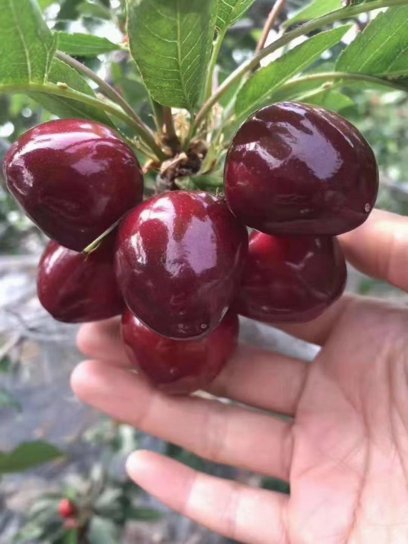 车厘子苗，塔玛拉，矮化根系，适合南北方，露天大棚种