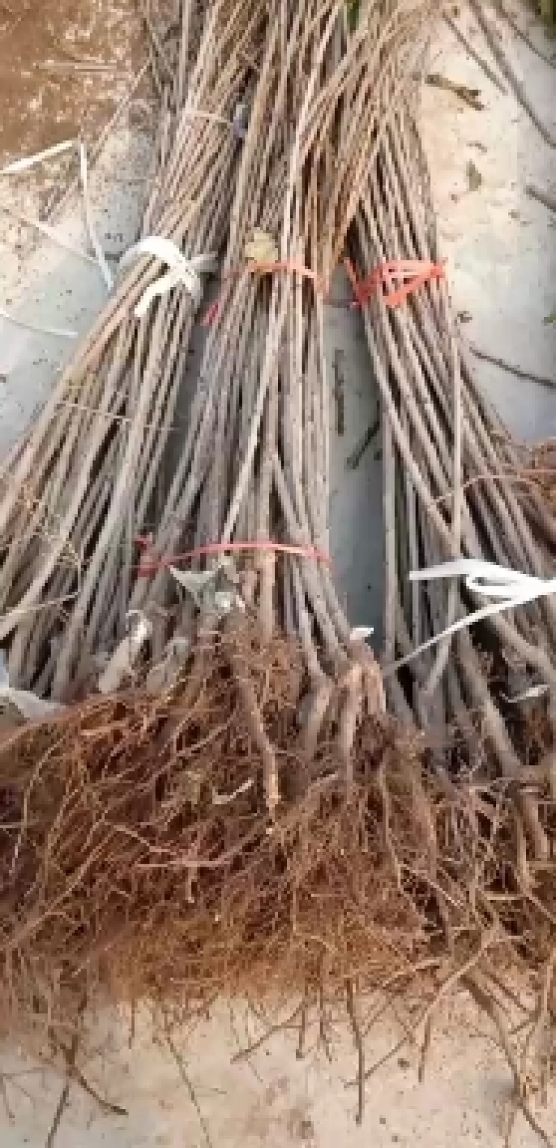 车厘子苗，塔玛拉，矮化根系，适合南北方，露天大棚种