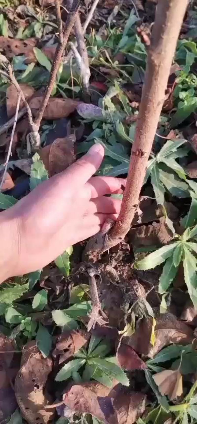 车厘子苗，塔玛拉，矮化根系，适合南北方，露天大棚种