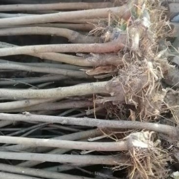 三公分的桑苗装车走起