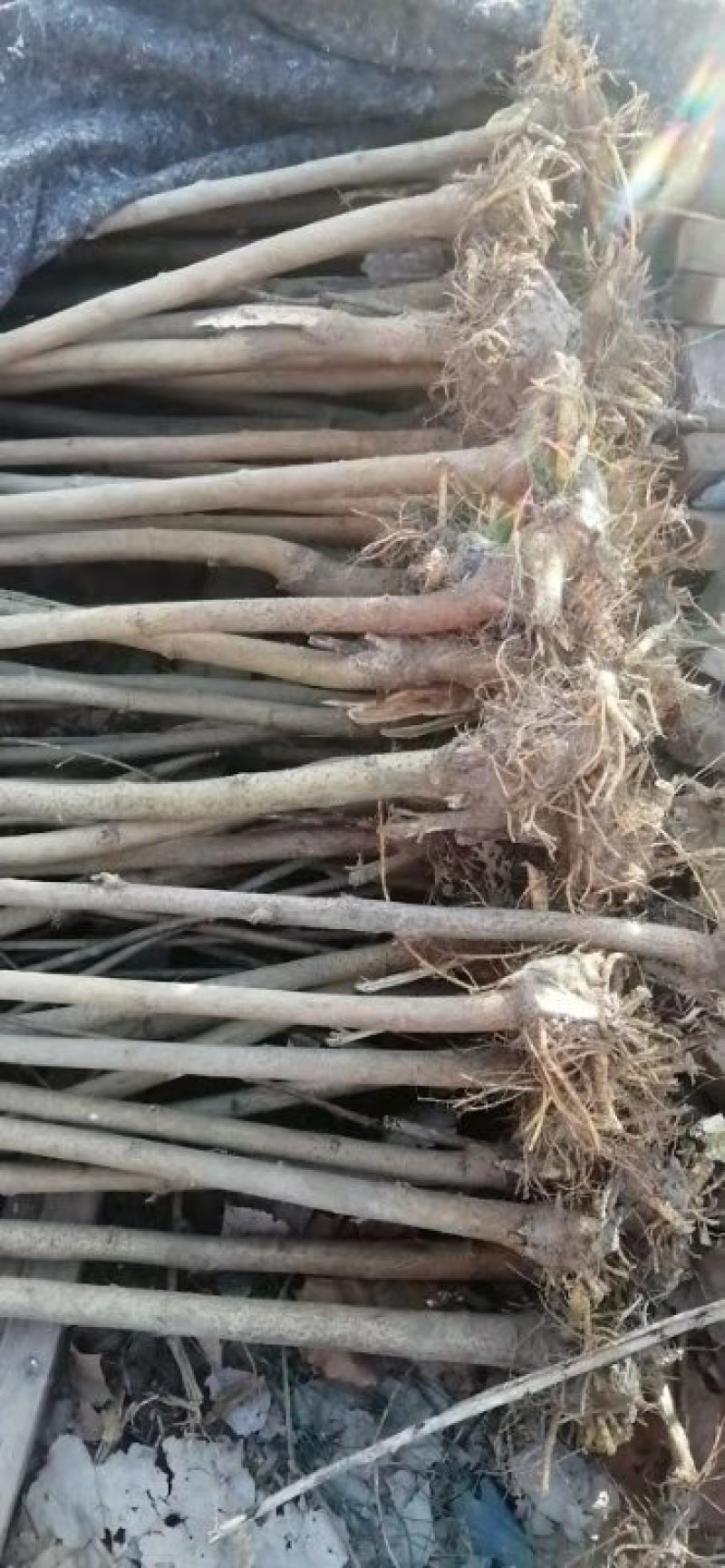 三公分的桑苗装车走起