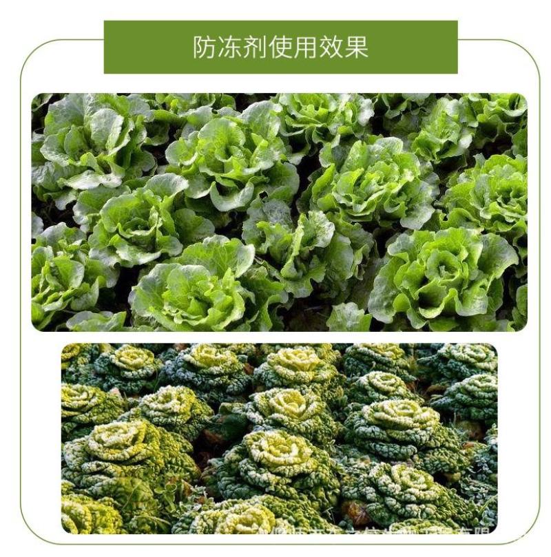 暖离子植物磁化防冻剂花卉蔬菜果树植物防冻液抗冻防冻