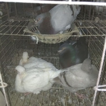 原粮喂养的乳鸽，需要的与我联系