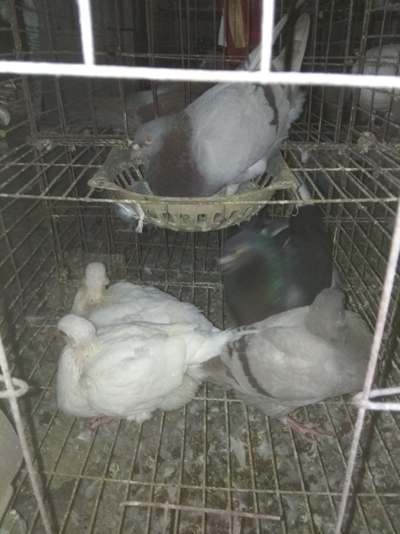原粮喂养的乳鸽，需要的与我联系