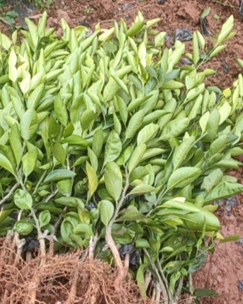 由良早熟蜜橘苗以及嫁接接惠，苗子基地直发包种包活