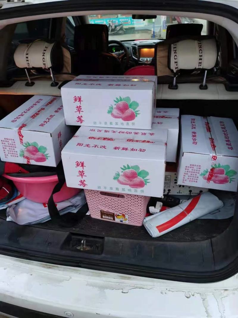 尧姬七号甜草莓红颜九九草莓