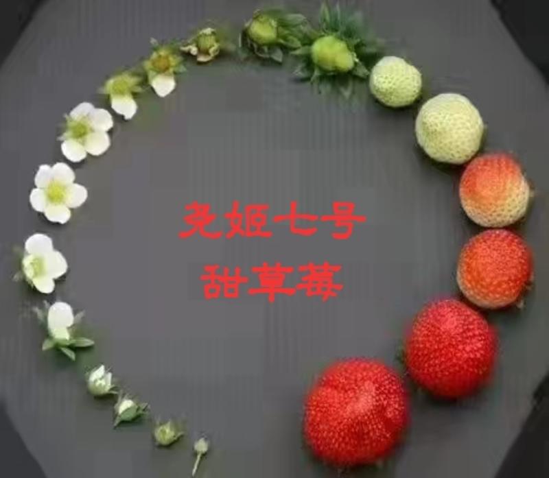 尧姬七号甜草莓红颜九九草莓