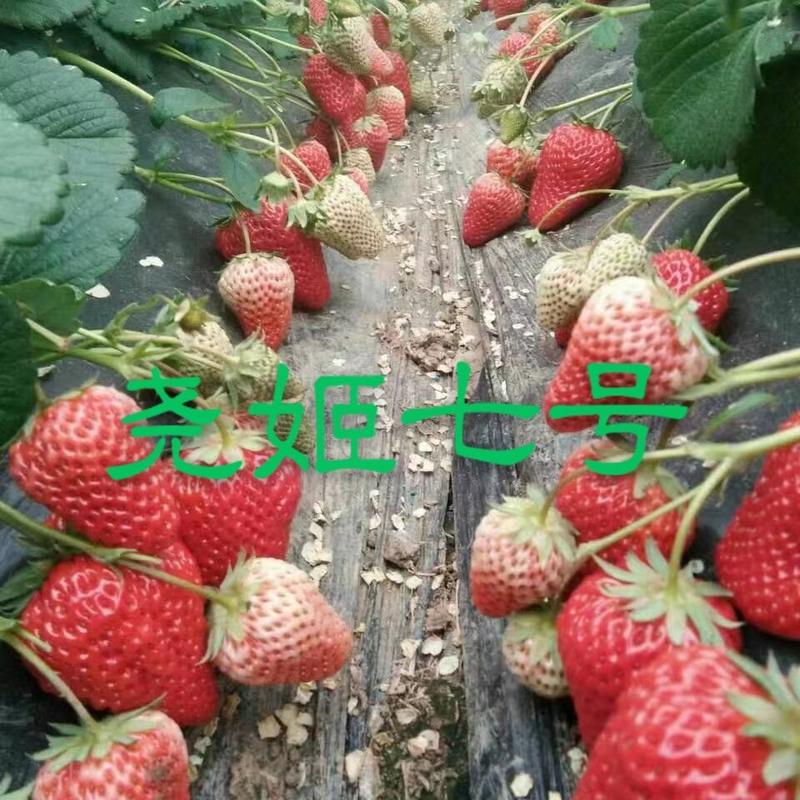 尧姬七号甜草莓红颜九九草莓
