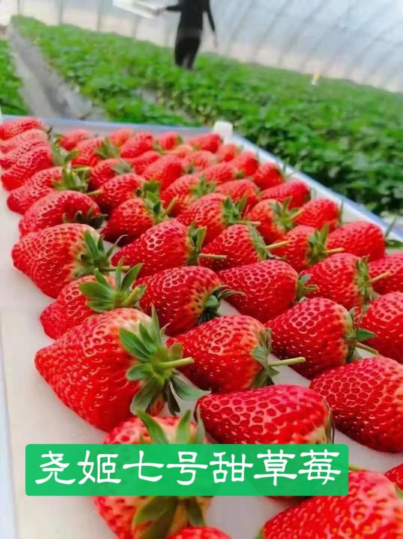 尧姬七号甜草莓红颜九九草莓