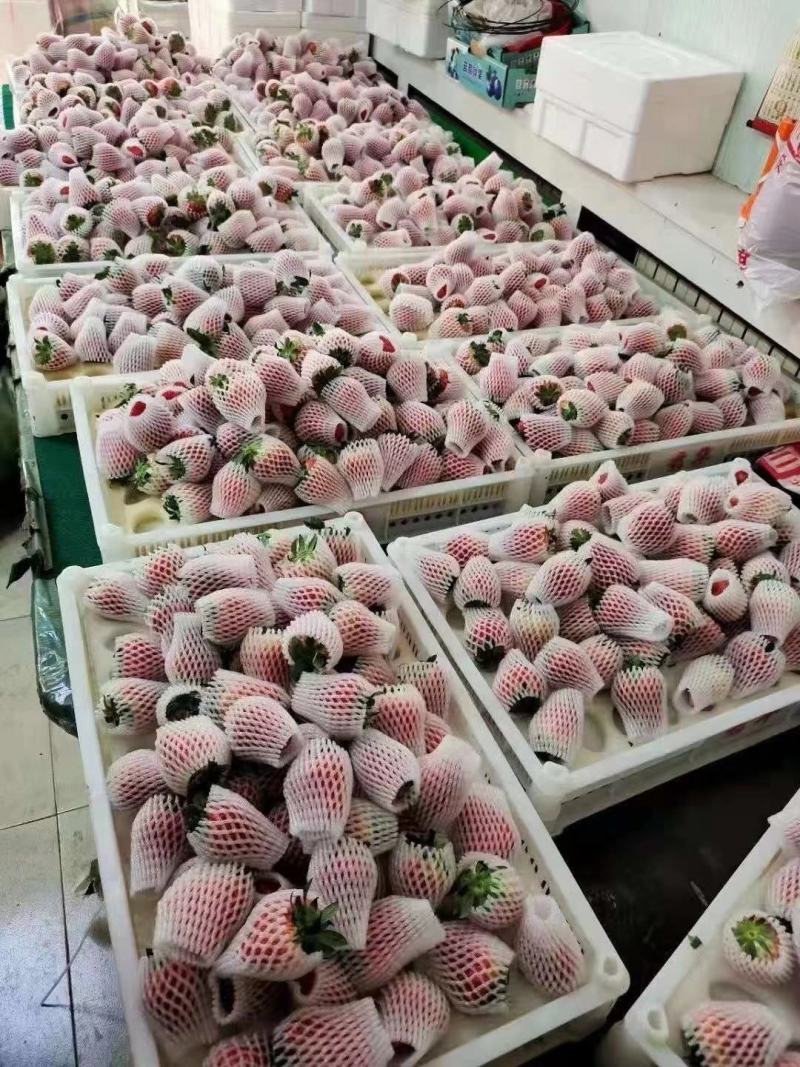 尧姬七号甜草莓红颜九九草莓