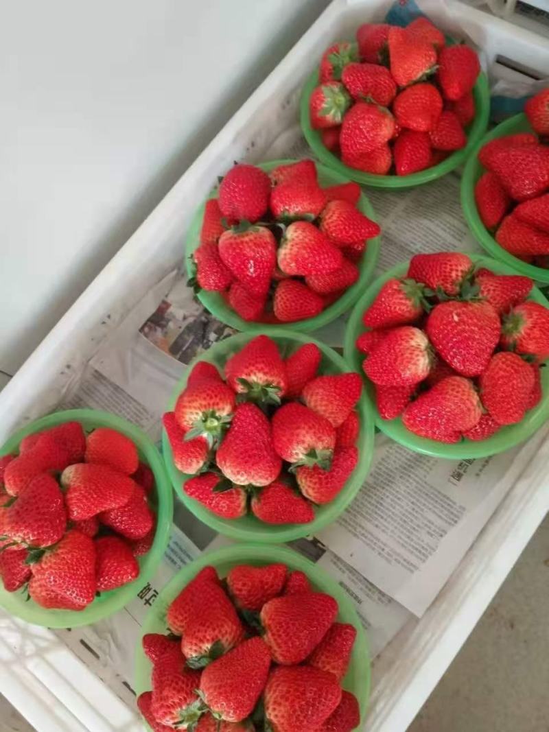 尧姬七号甜草莓红颜九九草莓