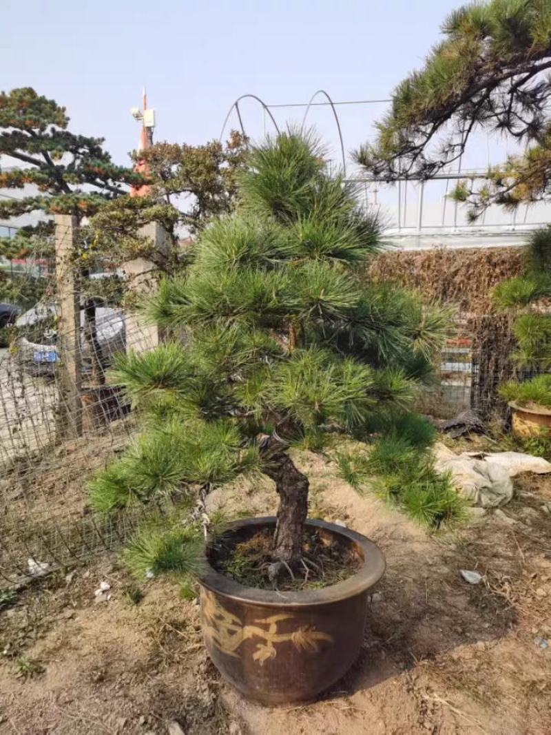 造型黑松，油松，工艺精湛，造型优美，适合庭院及公园厂矿用