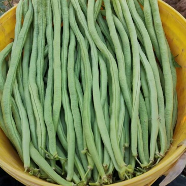 基地特价无筋豆需要的老板私聊我