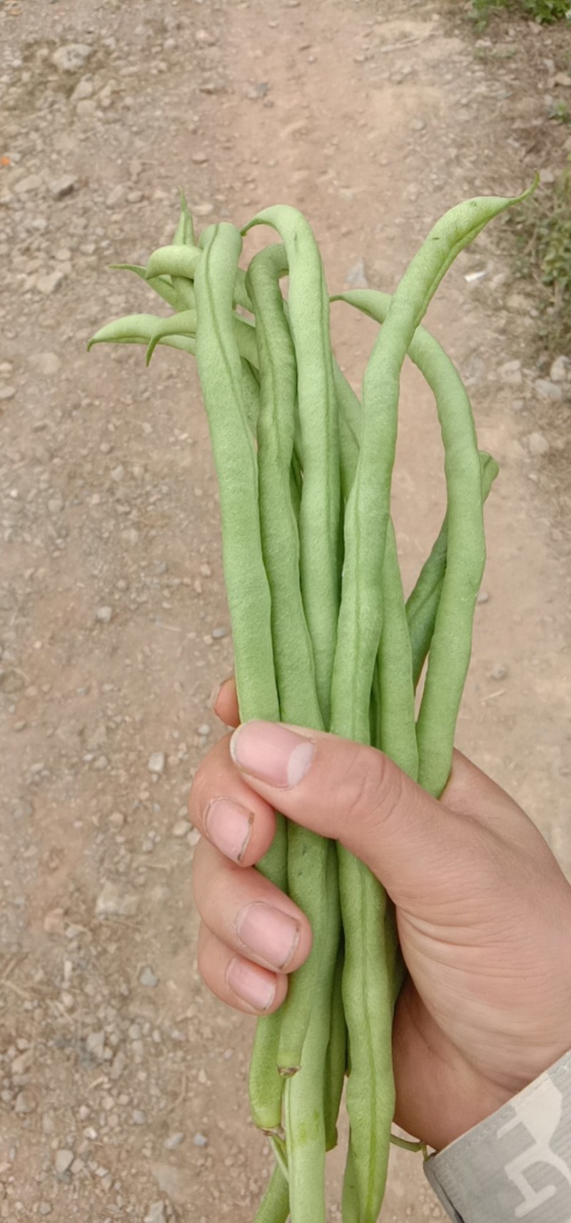 基地特价无筋豆需要的老板私聊我
