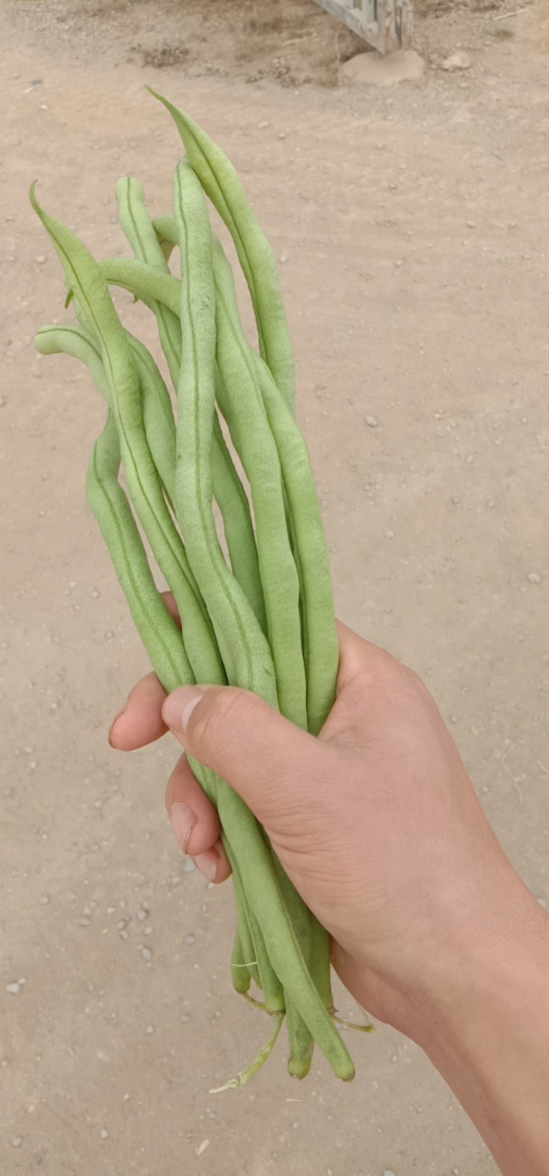 基地特价无筋豆需要的老板私聊我