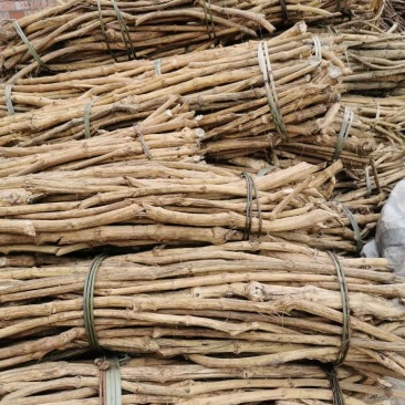 大量收贵州木通干货鲜货