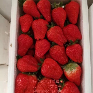 甜查理草莓大量供应！质量很好！货源紧张！提前预定联系