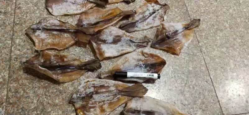 鱿鱼耳鱿鱼须鱿鱼片鱿鱼花