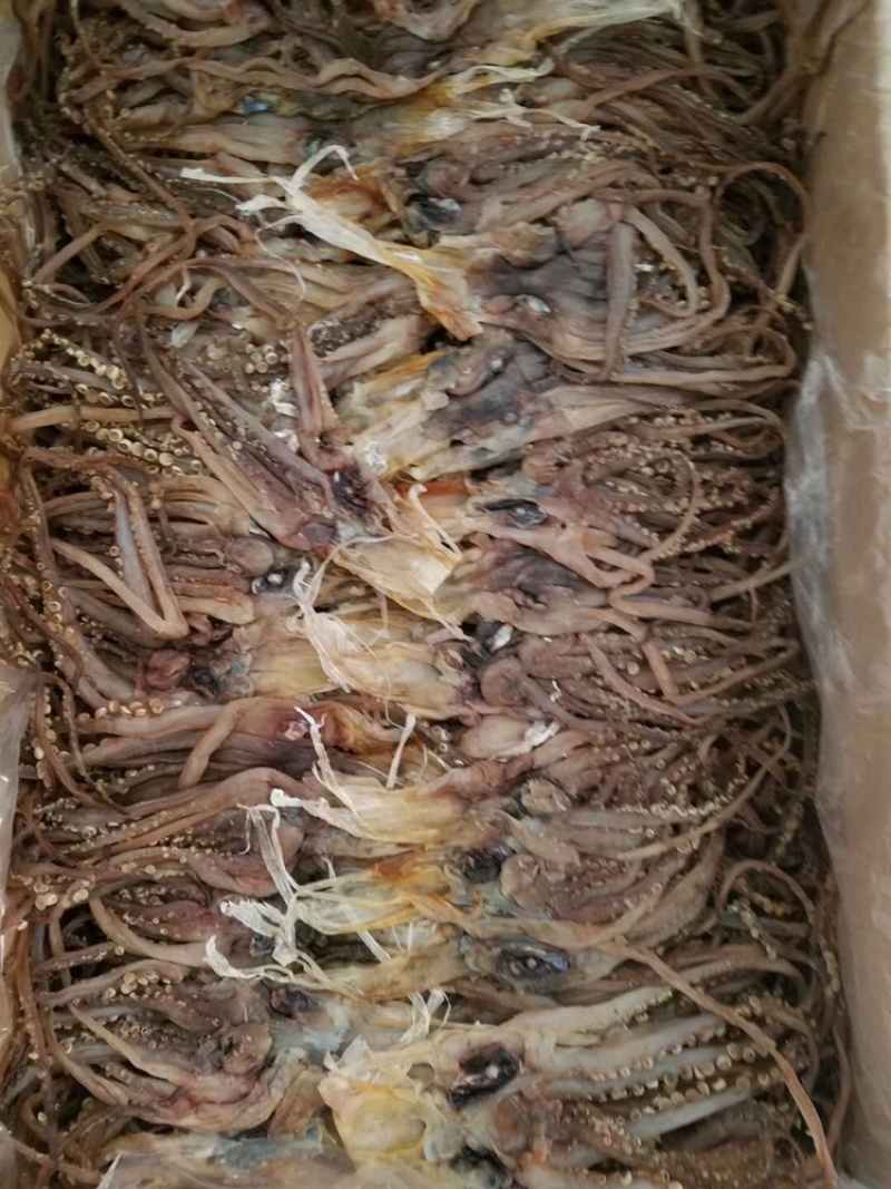 鱿鱼耳鱿鱼须鱿鱼片鱿鱼花