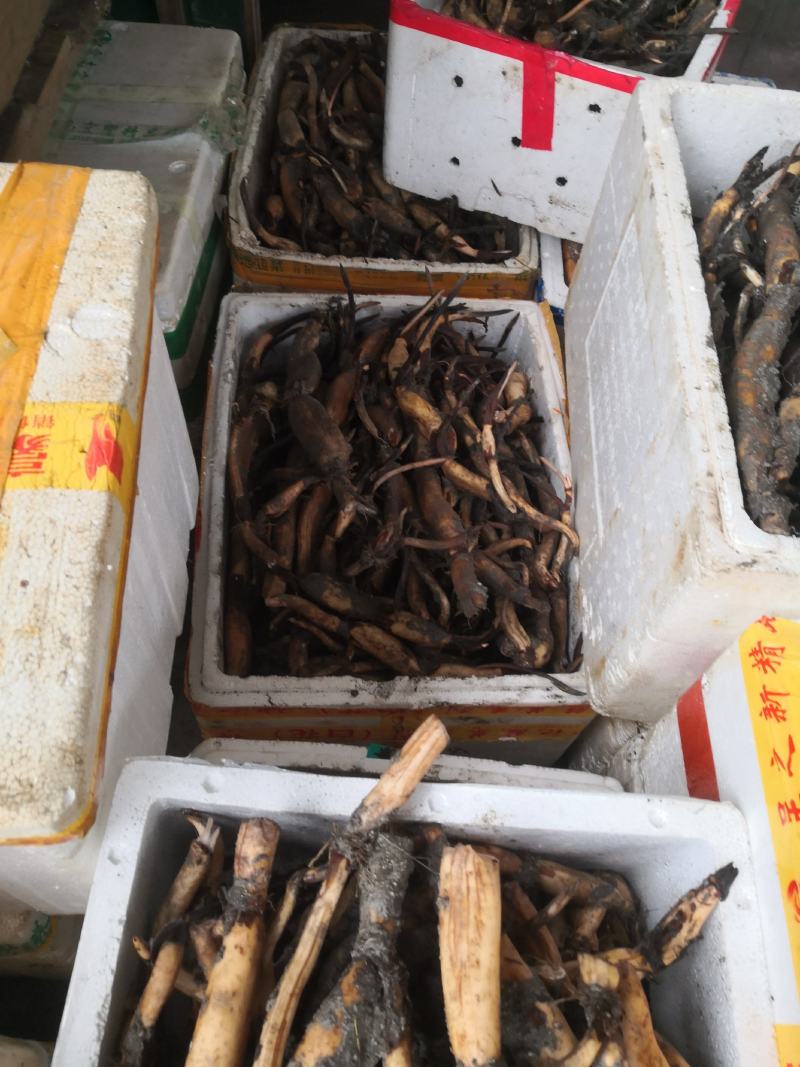 江西宁都纯种36号莲子种苗