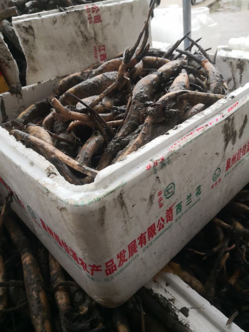 江西宁都纯种36号莲子种苗