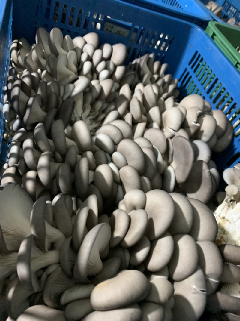 上海基地直发反季节平菇量大优惠