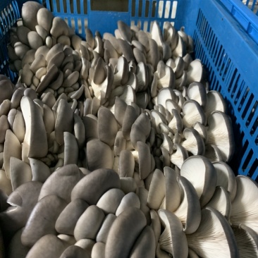 上海基地直发反季节平菇量大优惠