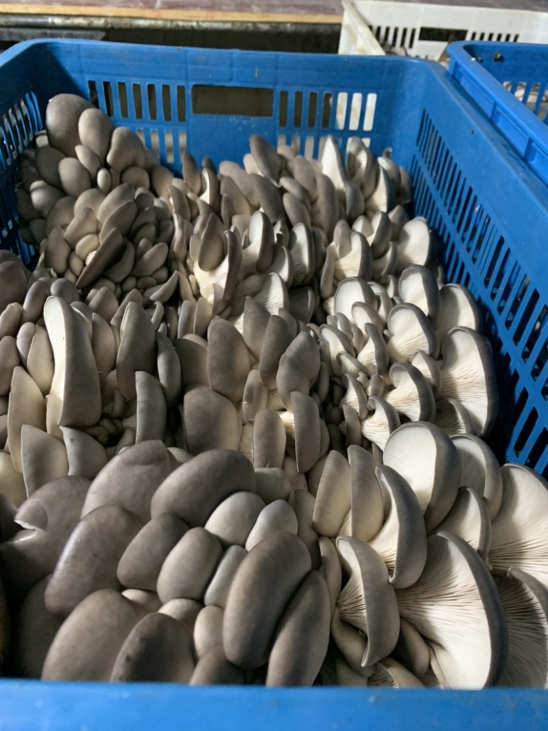 上海基地直发反季节平菇量大优惠