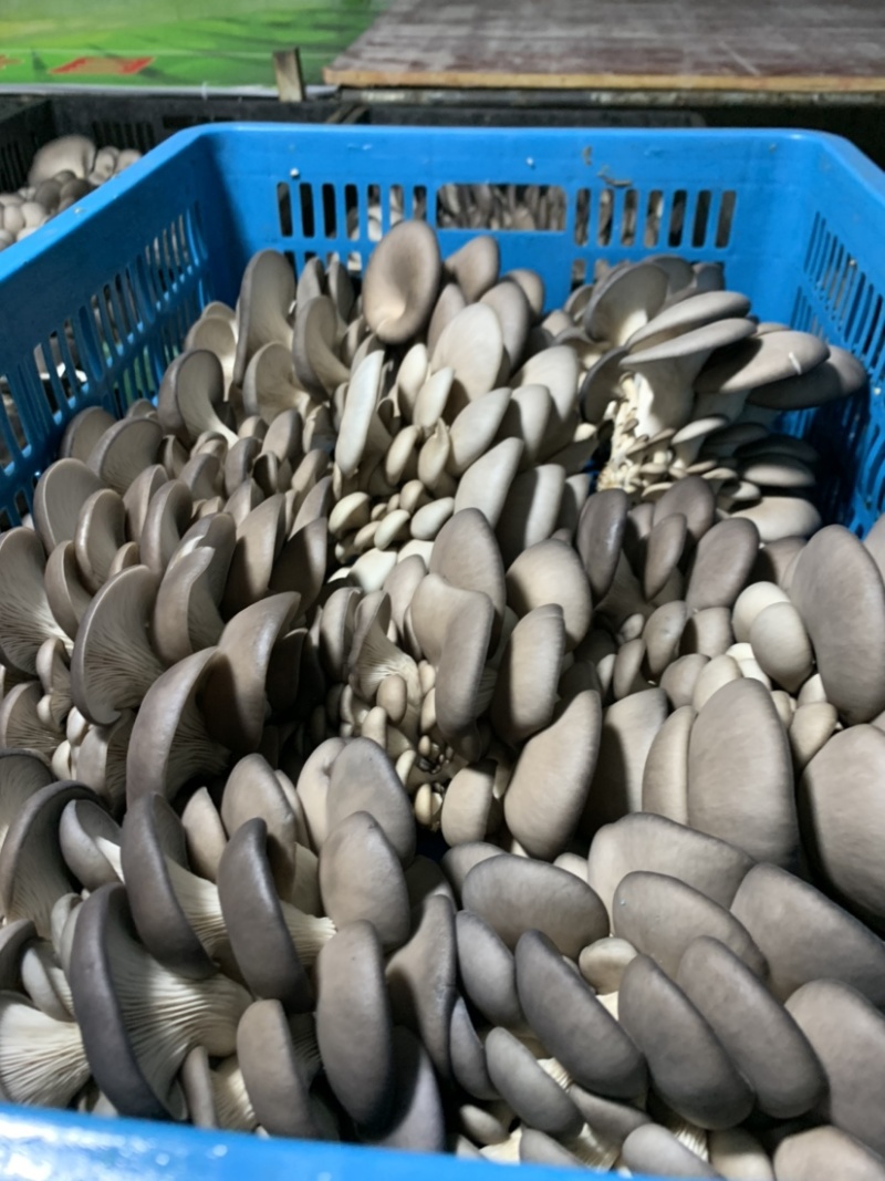 上海基地直发反季节平菇量大优惠