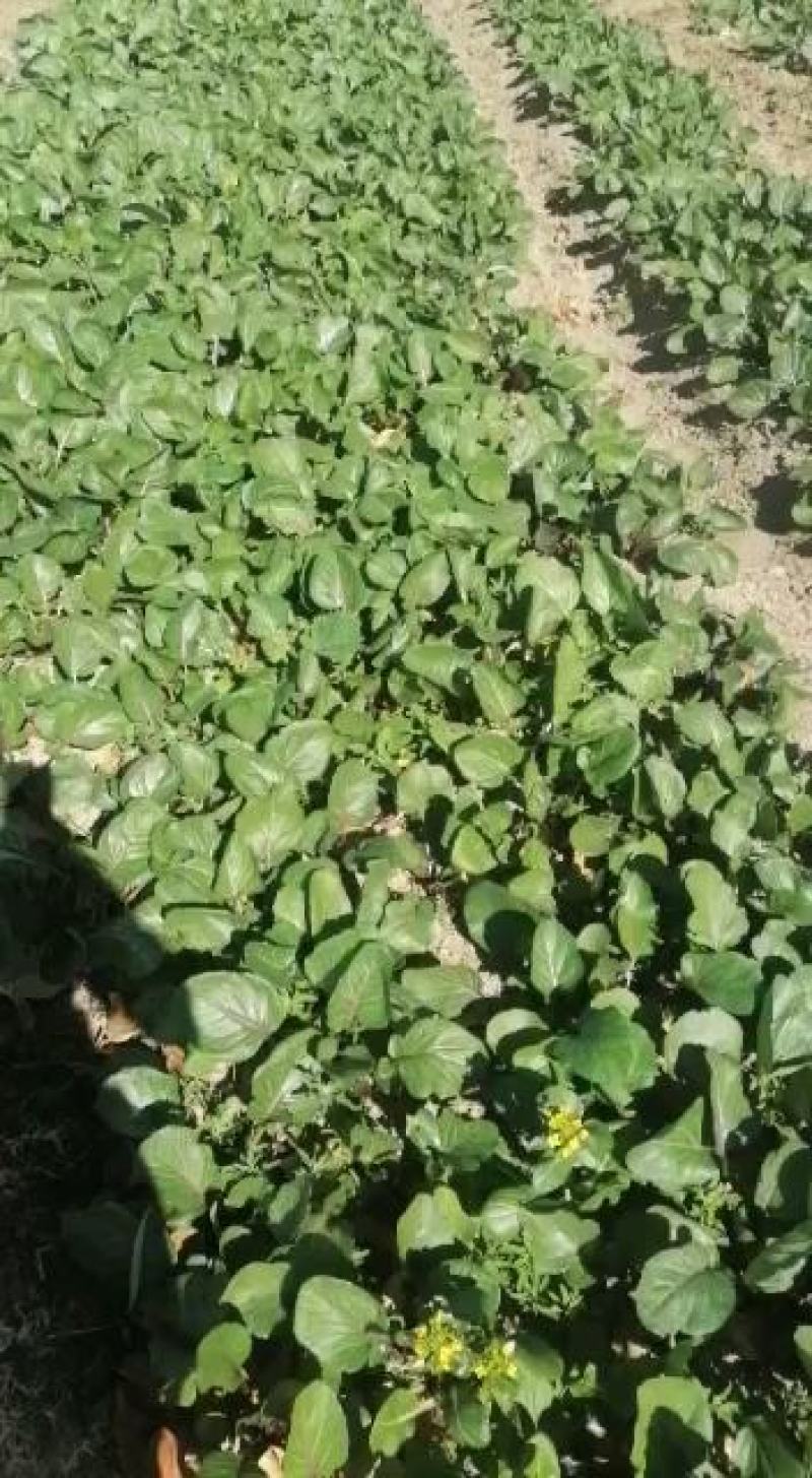 红菜苔地理直采物美价廉